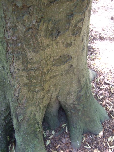 Fundort an Baum