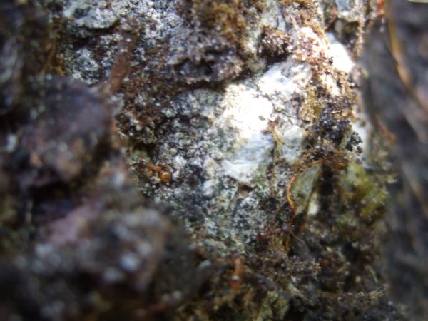 Funddetail