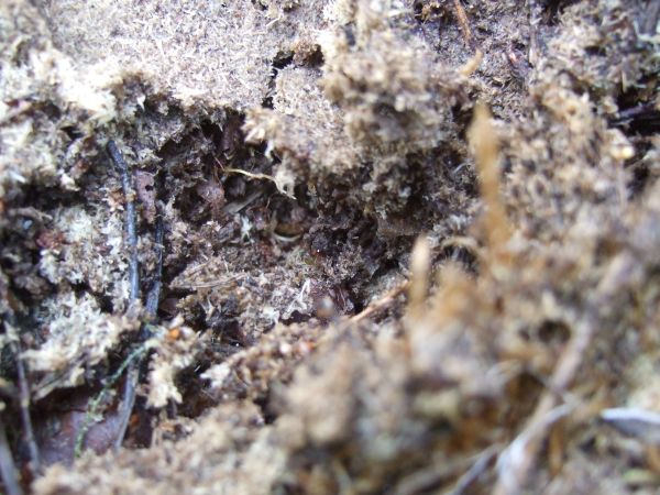 Nestdetail