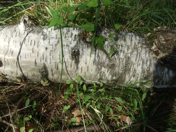 Nestumgebung