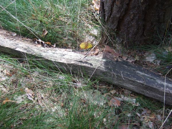 Nestumgebung