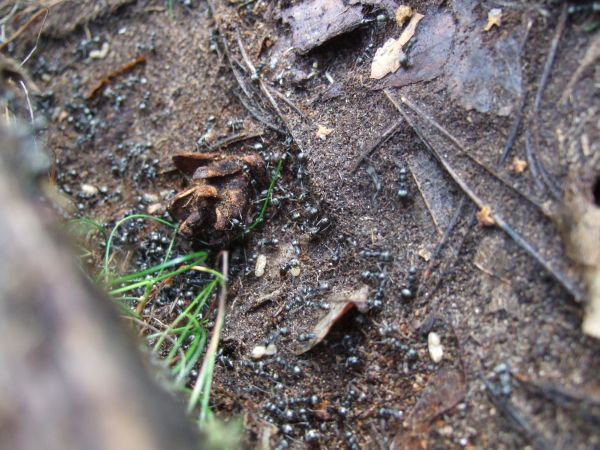 Nestdetail