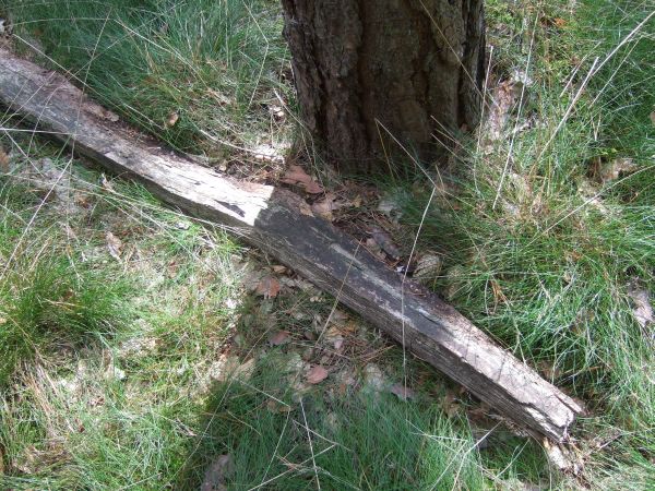 Nestumgebung