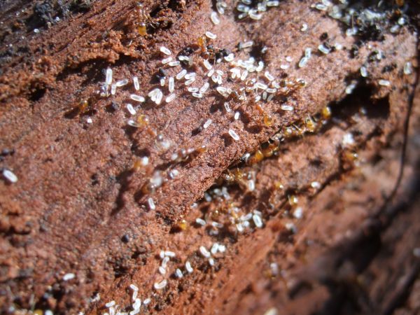 Nestdetail