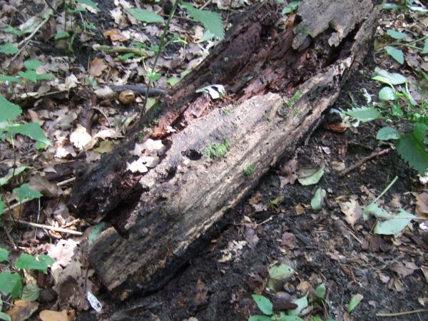 Nestumgebung