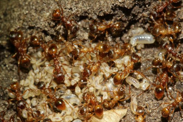 Innenansicht Nest