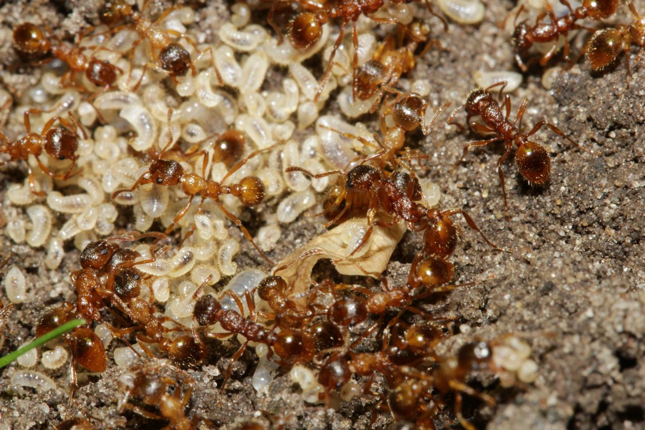 Innenansicht Nest