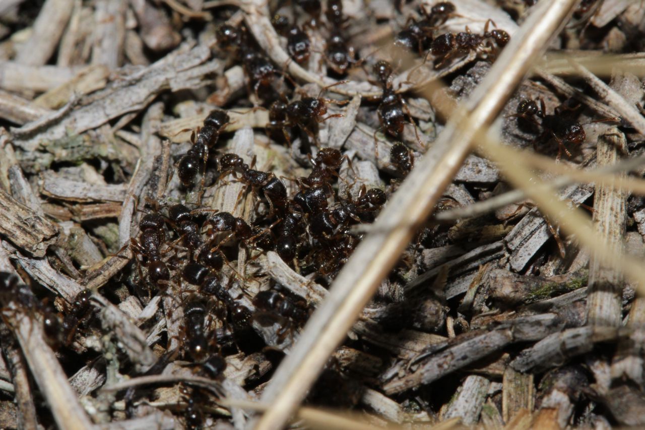 Detail: Kampf Tetramorium