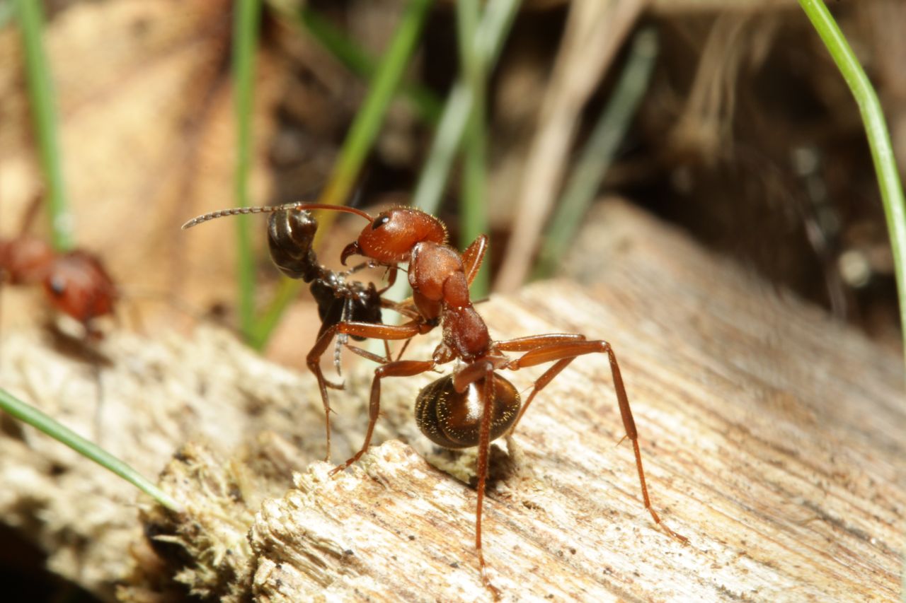 Kampf mit roter Waldameise (vermutlich Formica truncorum)
