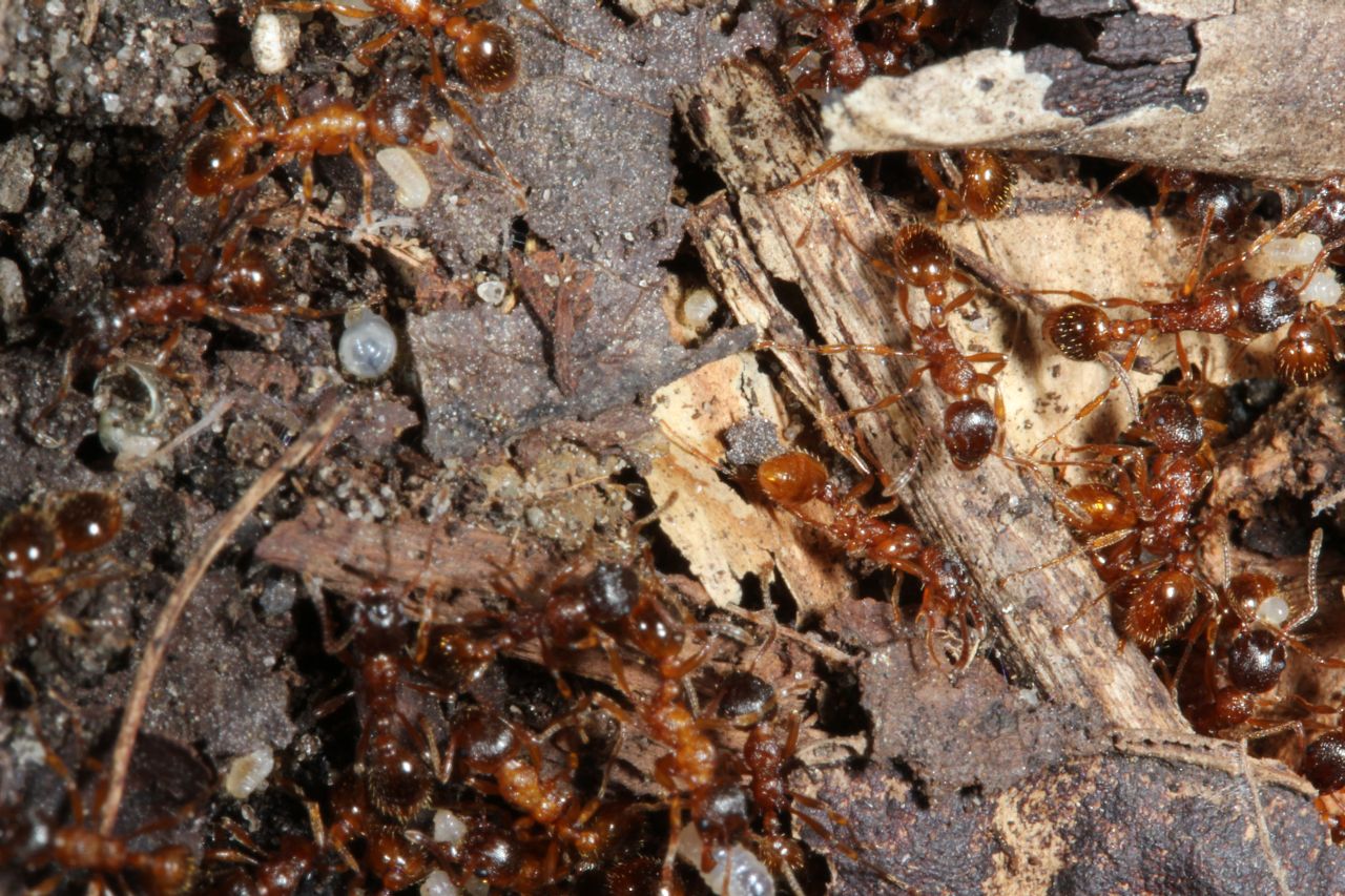 Geöffnetes Nest