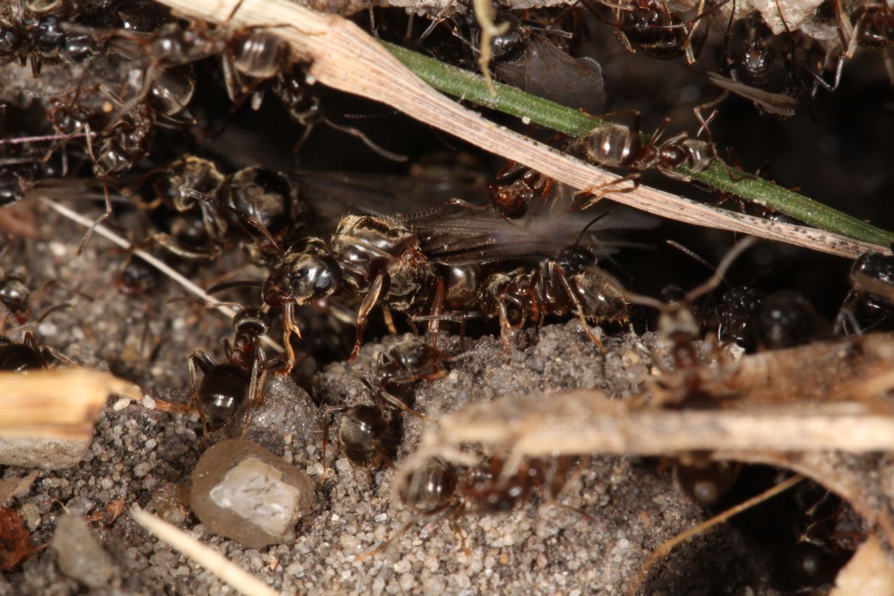 Nestöffnung Detail
