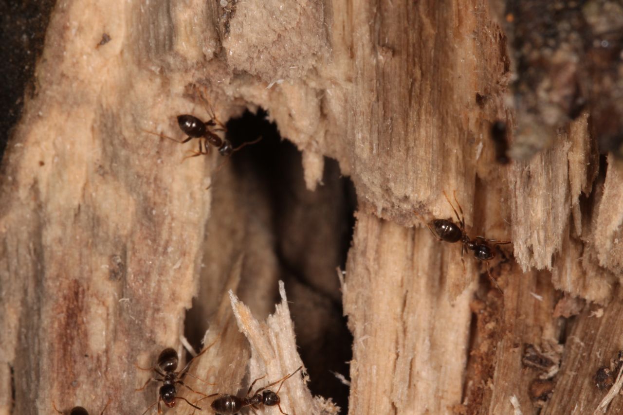Geöffnetes Nest
