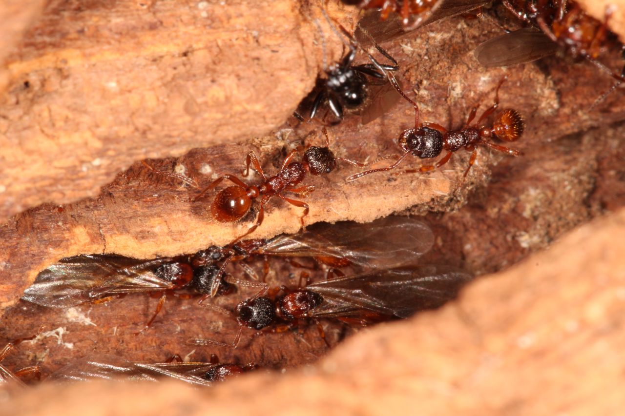 Geöffnetes Nest Detail