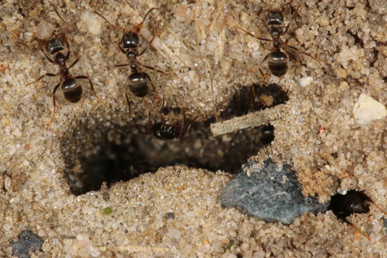 Nestöffnung Detail