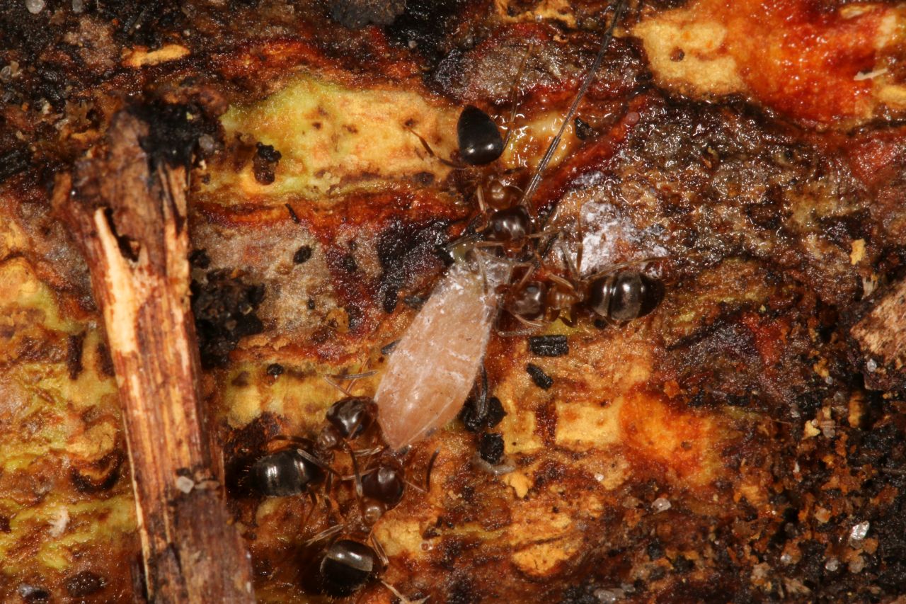 Geöffnetes Nest Detail