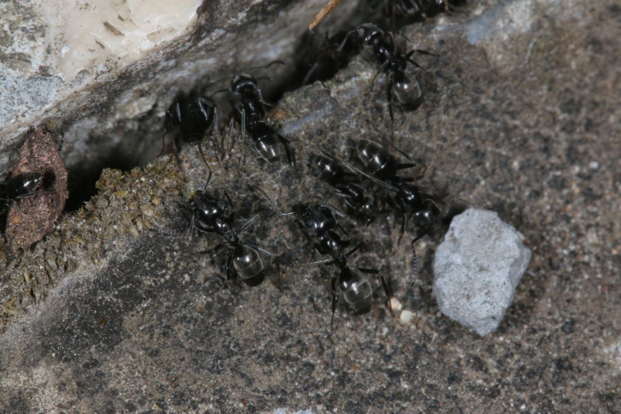 Nestöffnung Detail