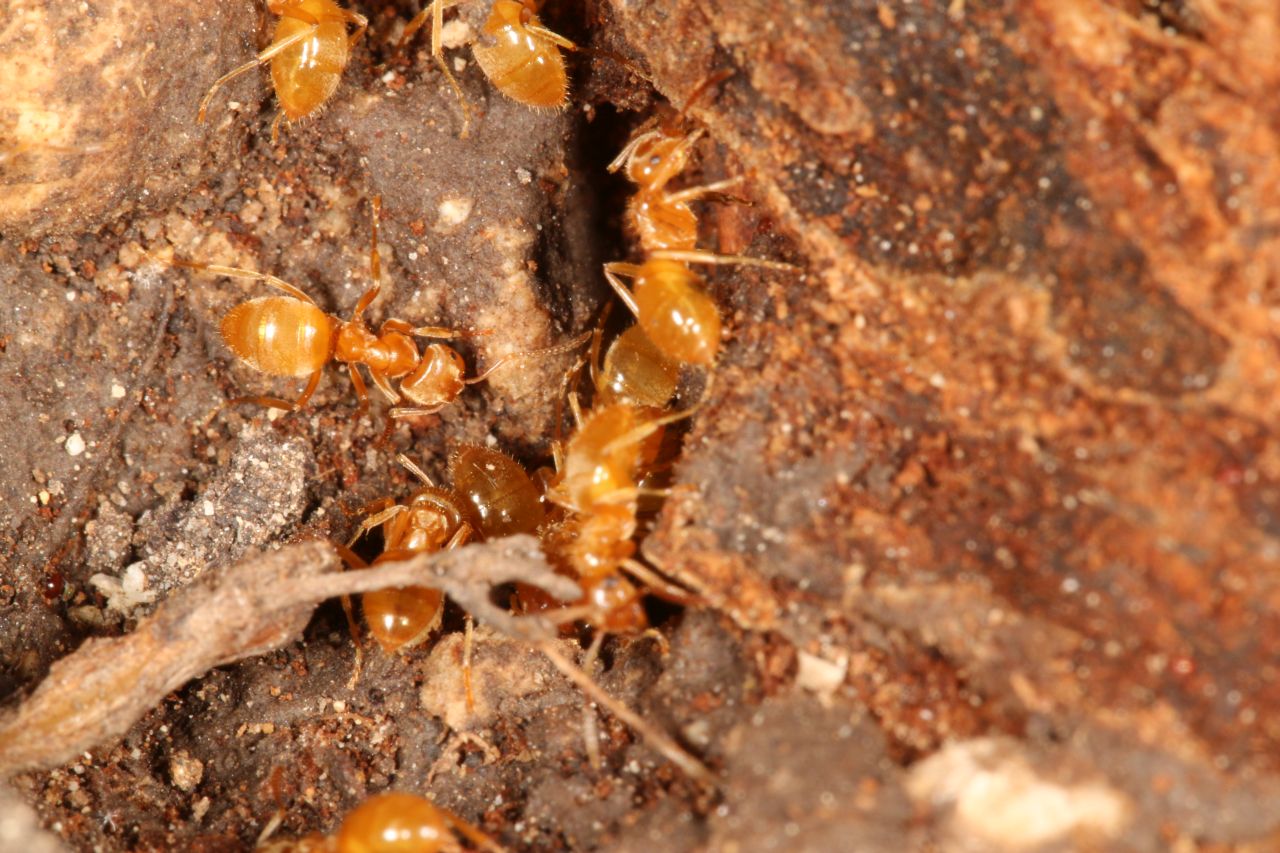 Geöffnetes Nest Detail
