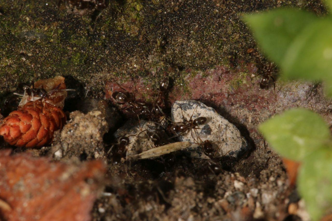 Nestöffnung Detail